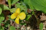 PICTURES/Pigeon Mountain - Wildflowers in The Pocket/t_Celadine Poppy1.JPG
